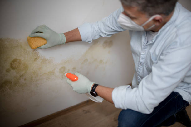 Best Mold Testing  in Harbor Hills, OH
