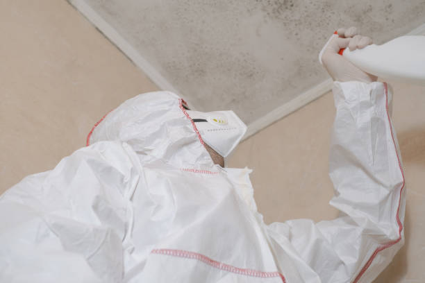 Best Same-Day Mold Removal  in Harbor Hills, OH