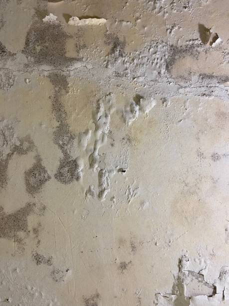 Best Crawl Space Mold Removal  in Harbor Hills, OH