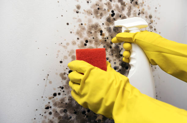 Mold Removal Process in Harbor Hills, OH