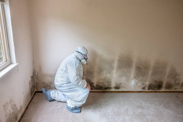 Mold Removal and Inspection in Harbor Hills, OH