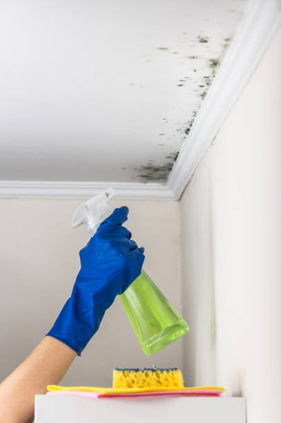 Best Certified Mold Removal  in Harbor Hills, OH