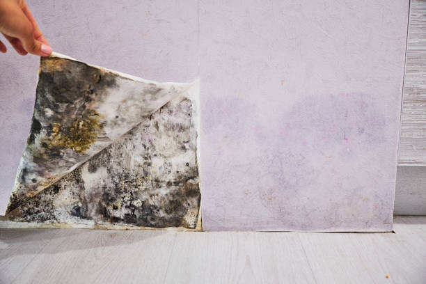Best Residential Mold Removal  in Harbor Hills, OH